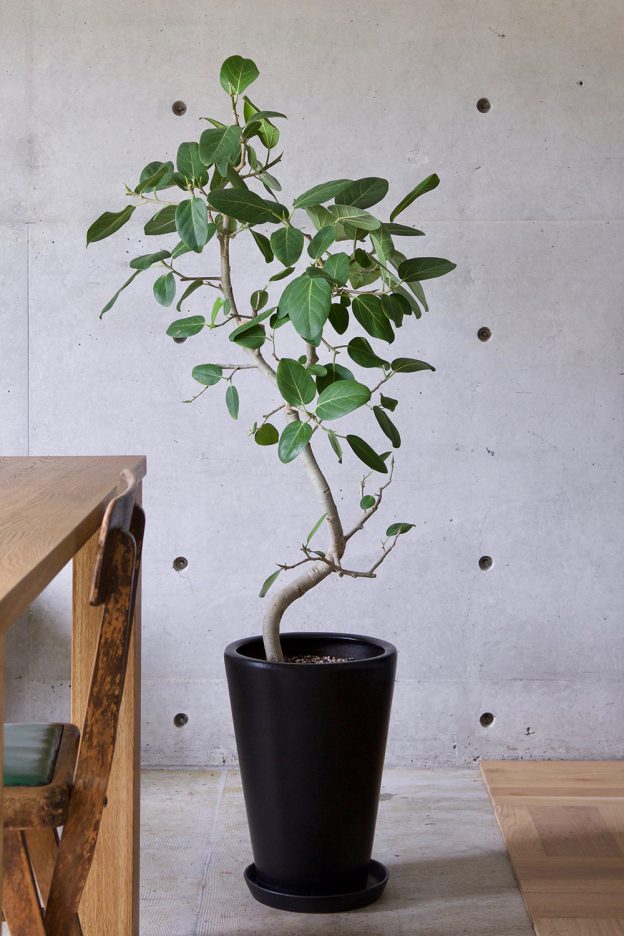 早い者勝ち ベンガレンシス - aila - LIVING WITH GARDEN - その他